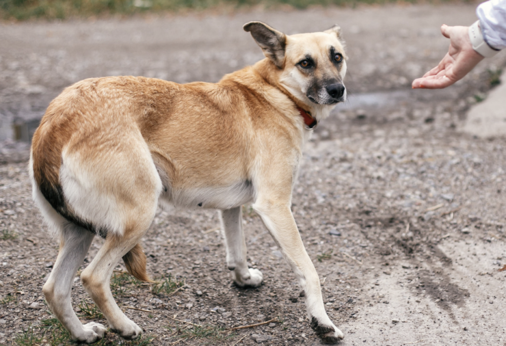 Dog Moving Away or Freezing Understanding Dog Body Language, Loving Dog Training LLC, Article 